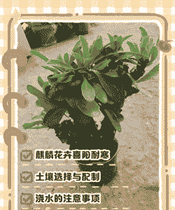 金麒麟花怎么养殖