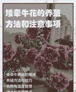 矮牵牛花期怎么养殖