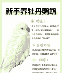 怎么取名鹦鹉养殖场