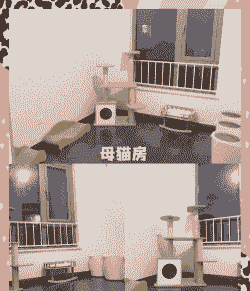 猫咪在家怎么找空间养殖