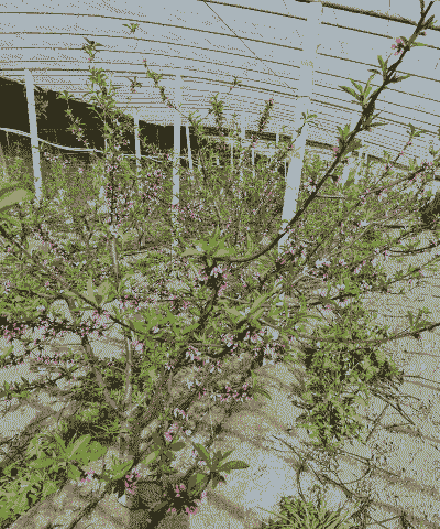 大棚油桃开花后怎么养殖