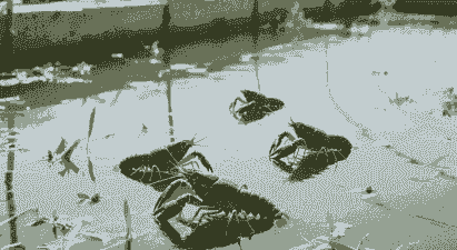 湖北养殖龙虾怎么样