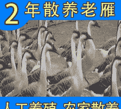 怎么买人工养殖大雁子