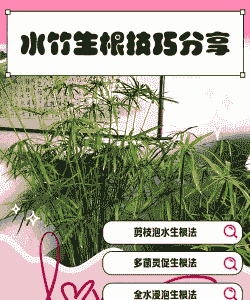 水竹长根后怎么养殖