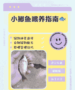 夏天养殖鲫鱼怎么养活