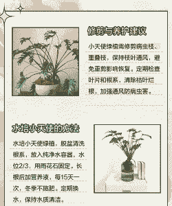 小天使怎么养殖方法