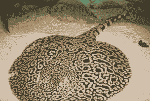 梅花帝王魟鱼怎么养殖