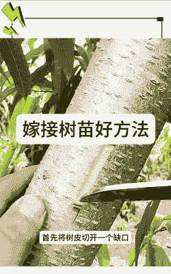 嫁接好的树苗怎么养殖