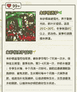 朱砂跟植物怎么养殖的