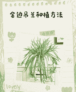 室外养殖吊兰植物怎么养