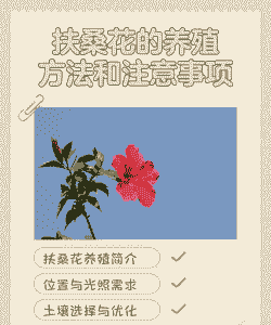 佛桑花怎么养殖