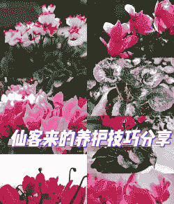 仙客来迎春花怎么养殖