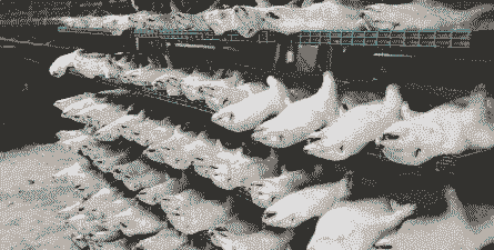 富龙水貂养殖怎么样