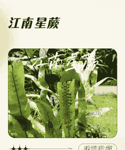 江南星撅怎么养殖好