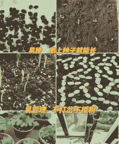 玉麒麟种子怎么养殖方法