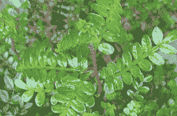 紫油木叶怎么养殖