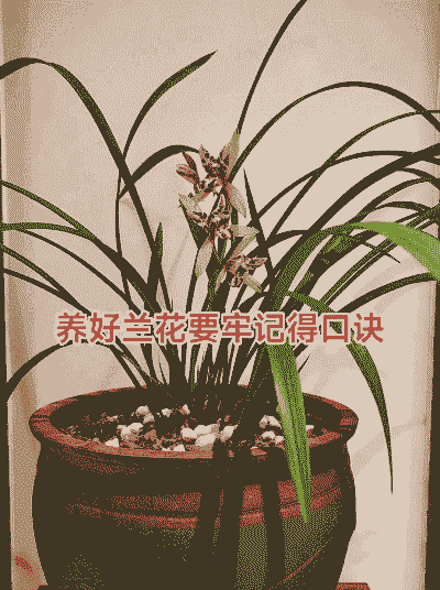 兰花室内没阳光怎么养殖
