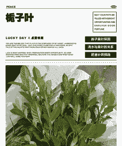 栀子树叶子怎么养殖