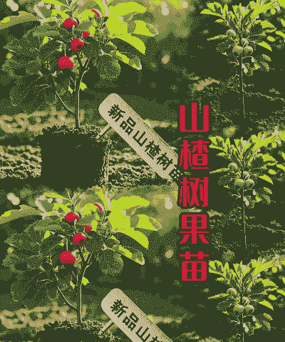 山楂树叶子怎么养殖