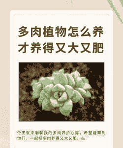 多肉草莓玉米怎么养殖