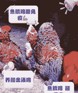 养殖肉鸡怎么补磷呢