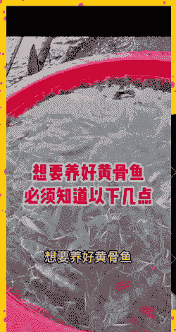 黄骨鱼冬天怎么养殖