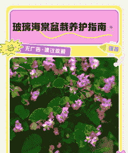 玻璃树怎么养殖方法