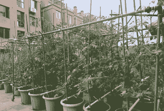 冬季阳台西红柿怎么养殖