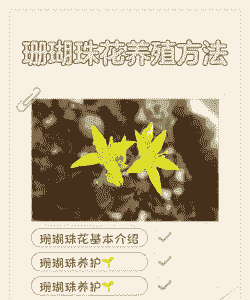 珊瑚株怎么样养殖