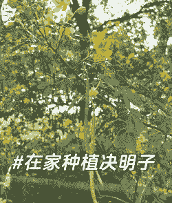 决明子发芽后怎么养殖
