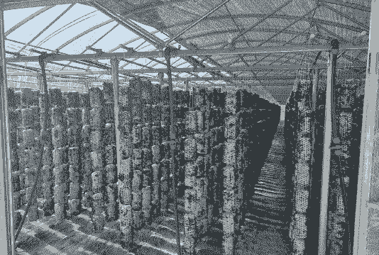 木耳养殖大棚怎么建