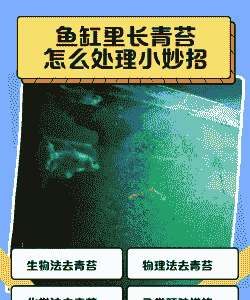 家里鱼缸怎么养殖青苔藻