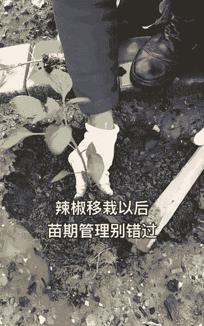 辣椒苗移栽后怎么养殖