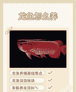 普通鱼缸怎么养殖龙鱼