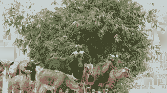 三只山羊怎么养殖