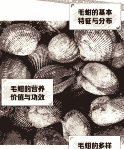 怎么鉴别养殖毛蚶的好坏