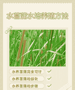 水培菖蒲怎么养殖方法