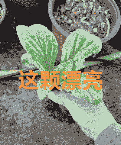 岩白菜怎么在室内养殖