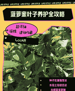 菠萝蜜叶子怎么养殖