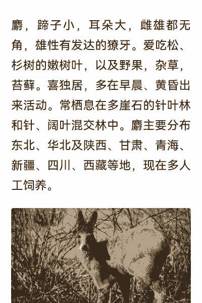 林麝养殖麝香怎么销售