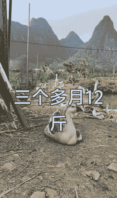 狮头鹅饲料怎么养殖