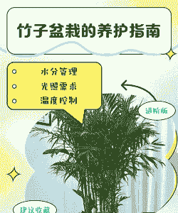 家里养殖的竹子怎么保养