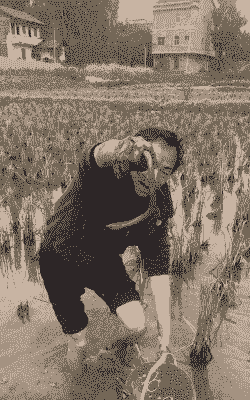 稻田养殖泥鳅怎么抓的