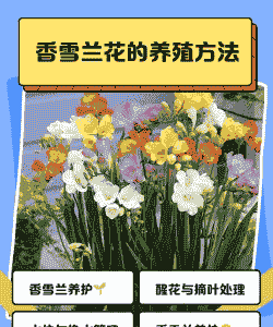 室内香雪兰怎么养殖