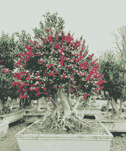 鸿运果盆栽怎么养殖