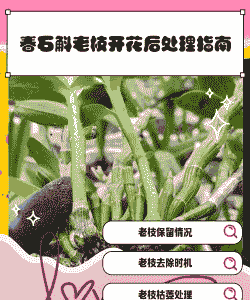 春石斛花期后怎么养殖