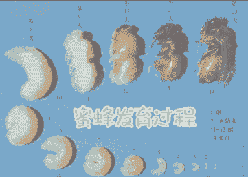 刚孵化的蜂蜜怎么养殖