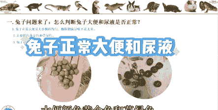 养殖兔子尿液怎么处理好