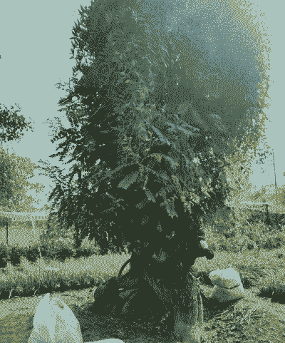 百年国槐怎么养殖