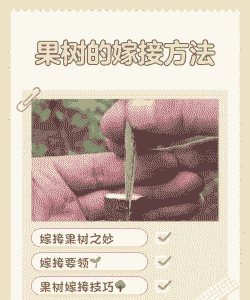 刚嫁接的果树怎么养殖